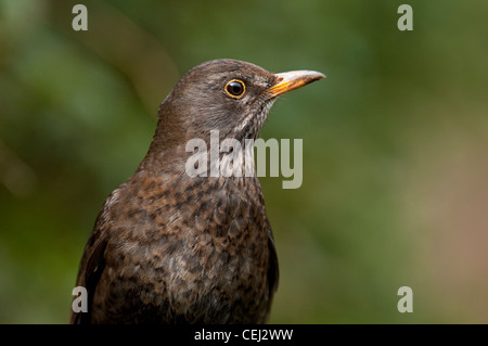 Amsel "Turdus Marula" Songbird Garten Vogel schwarz "Gelb-Schnabel" Glossy flötet Warbling Lied männliche Berry Frucht Insekt Wurm. Stockfoto