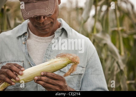 African American Farmer tendenziell Maisernte Stockfoto