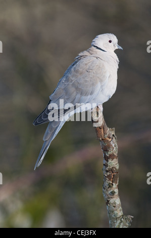 Collared Dove thront auf Stick nahe Porträt Stockfoto