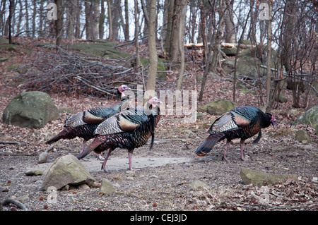Drei männliche wilde Truthähne an herumzigeunern Greenbrook Heiligtum, Teil des Vereins Palisades Natur, im alpinen, NJ, USA. Stockfoto