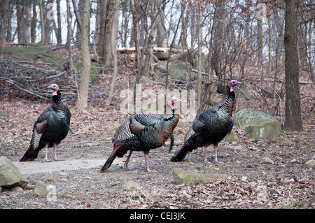 Drei männliche wilde Truthähne an herumzigeunern Greenbrook Heiligtum, Teil des Vereins Palisades Natur, im alpinen, NJ, USA. Stockfoto