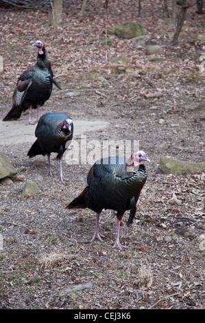 Drei männliche wilde Truthähne an herumzigeunern Greenbrook Heiligtum, Teil des Vereins Palisades Natur, im alpinen, NJ, USA. Stockfoto