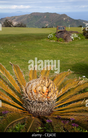 Santo da Serra Golf Club   ' König Sagopalme ' Cycadee oder (Cycas Revoluta), Funchal, Madeira, Portugal Stockfoto