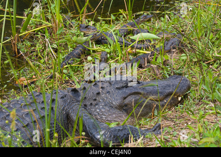 Alligator Mama mit Baby Alligatoren in der Shark Valley Gegend von Florida Everglades Nationalpark Stockfoto