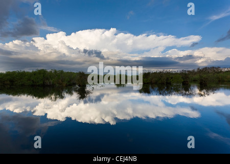 Große Wolken über der Anhinga Trail im Bereich Königspalmen Florida Everglades Nationalpark Stockfoto