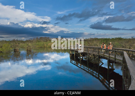 Große Wolken über der Anhinga Trail im Bereich Königspalmen Florida Everglades Nationalpark Stockfoto