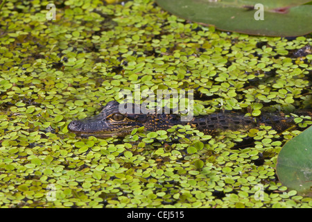 Baby-Alligator in der Shark Valley Abschnitt der Everglades National Park Florida Stockfoto