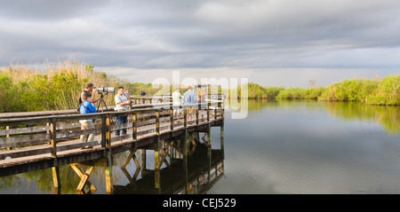 Anhinga Trail im Abschnitt "Royal Palm" des Florida Everglades National Park Stockfoto