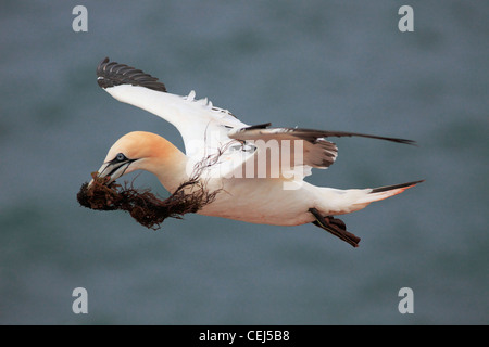 Basstölpel; Latein: Morus bassanus Stockfoto