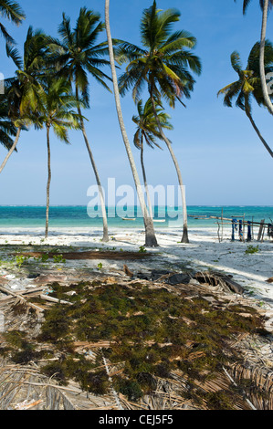 Algen, die Trocknung in Bwejuu Ost Küste von Sansibar Tansania Stockfoto