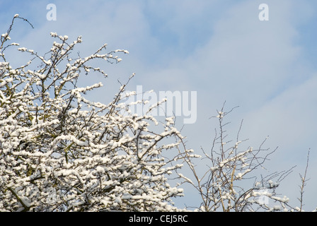 Schneebedeckte Bäume in Süd-London-UK Stockfoto