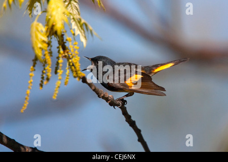 Amerikanische Redstart Setophaga Ruticilla Blue Ridge Parkway, North Carolina, vereint Staaten 8 kann erwachsenen männlichen Gesang. Parulidae Stockfoto