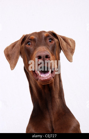 Porträt eines roten Dobermann-Hund. Stockfoto