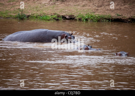 Kenia - Masai Mara - drei Nilpferd im Wasser Kühlung Stockfoto