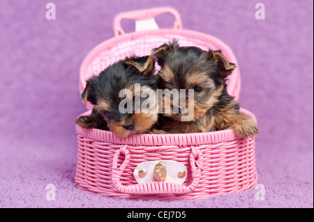 Zwei süße Yorkshire Terrier Welpen in einem rosa Korb auf lila Hintergrund Stockfoto