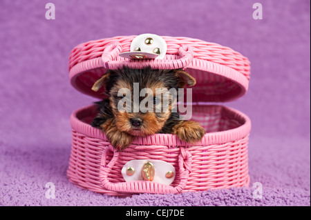 Yorkshire Terrier Welpen in einem rosa Korb auf lila Hintergrund Stockfoto