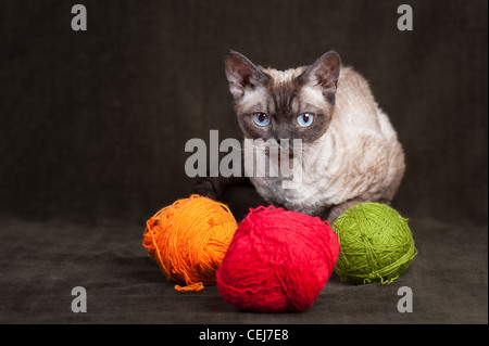 Devon Rex Katze mit bunter Wolle, auf braunem Hintergrund Stockfoto