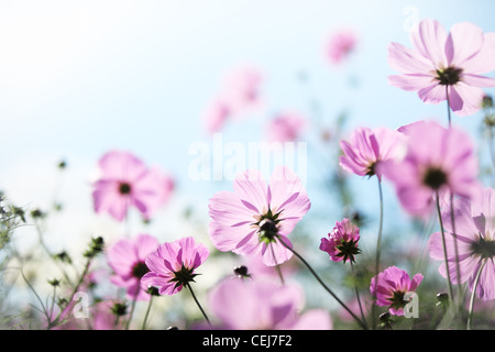 Daisy Blume gegen blauen Himmel, flachen Dof. Stockfoto