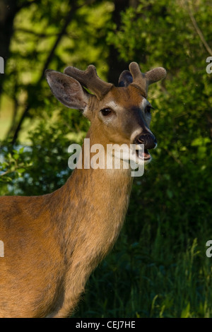 White-tailed Buck aus samt Stockfoto