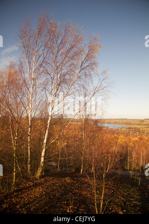 Herbstliche Bäume Pooley Halle Landschaftspark, Polesworth, Warwickshire Stockfoto