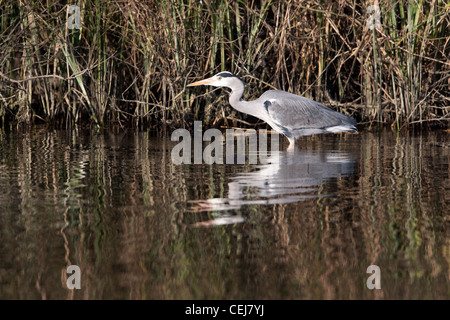 Graureiher am Ufer des Flusses stalking. Stockfoto