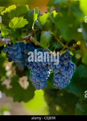Landwirtschaft - reife Trauben von roten Wein Trauben am Rebstock / San Joaquin County, Kalifornien, USA. Stockfoto