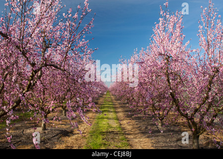 Landwirtschaft - Blick nach unten zwischen den Reihen von Pfirsich Bäume in voller Frühling blühen / in der Nähe von Ripon, San Joaquin County, Kalifornien, USA. Stockfoto