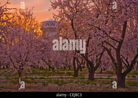 Landwirtschaft - Peach Orchard in voller Frühling blühen bei Sonnenaufgang mit einem Wasserturm im Hintergrund / Ripon, Kalifornien, USA. Stockfoto