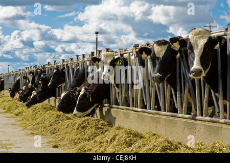 Tierfutter - Holstein Kühe auf Heulage bei einer Molkerei Feedbunk / in der Nähe von Escalon, San Joaquin County, Kalifornien, USA. Stockfoto