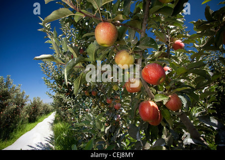 Landwirtschaft - Reifen Fuji-Äpfel auf dem Baum mit einer Beschichtung von einer Pflanze Oberfläche Schutzmittel / in der Nähe von Kingsburg, Kalifornien, USA. Stockfoto