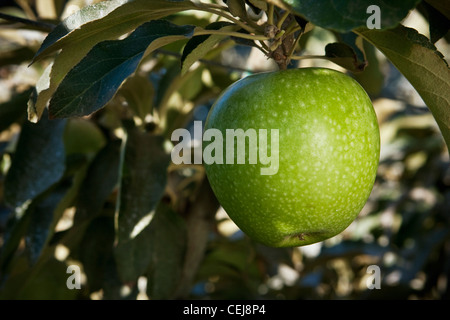 Landwirtschaft - Nahaufnahme einer reifenden asiatische Birne auf dem Baum / in der Nähe von Kingsburg, Kalifornien, USA. Stockfoto