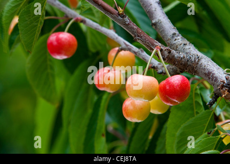 Landwirtschaft - Nahaufnahme von Bing Kirschen am Baum Reifen, im zeitigen Frühjahr / in der Nähe von Dinuba, Kalifornien, USA. Stockfoto