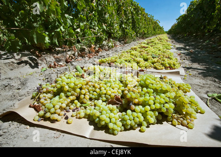 Landwirtschaft - geernteten Thompson kernlose Trauben auf Papierfächer zur Trocknung in Rosinen / in der Nähe von Dinuba, Kalifornien, USA ausgebreitet. Stockfoto