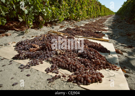 Landwirtschaft - geernteten Thompson kernlose Trauben auf Papierfächer zur Trocknung in Rosinen / in der Nähe von Dinuba, Kalifornien, USA ausgebreitet. Stockfoto