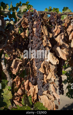 Landwirtschaft – Nahaufnahme eines Thompson kernlose Rosinen Clusters, die getrocknet wurde am Rebstock / in der Nähe von Kingsburg, Kalifornien, USA. Stockfoto