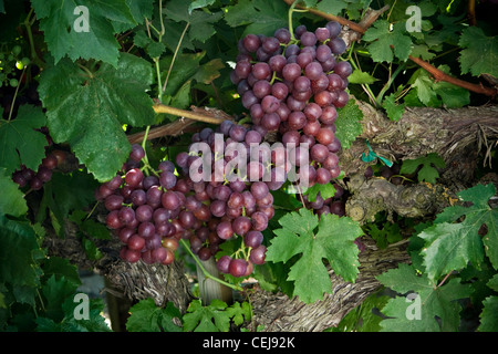 Landwirtschaft - Cluster Nahaufnahme reife Ernte bereit Red Flame Tafeltrauben am Rebstock / in der Nähe von Dinuba, Kalifornien, USA. Stockfoto