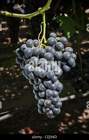 Landwirtschaft - Nahaufnahme eines Reifen Sommer Royal Tafeltrauben Clusters am Rebstock / in der Nähe von Dinuba, Kalifornien, USA. Stockfoto