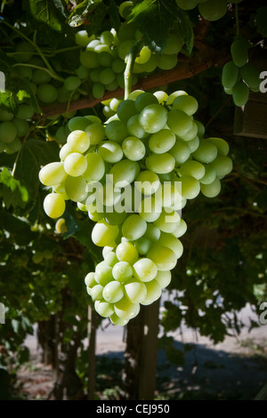 Landwirtschaft - Reifen Princess Tisch Traube am Weinstock / nahe Dinuba, Kalifornien, USA. Stockfoto