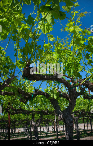 Landwirtschaft - Vorfrühling Laub Wachstum der königlichen Tafel Herbst Weinreben / in der Nähe von Dinuba, Kalifornien, USA. Stockfoto