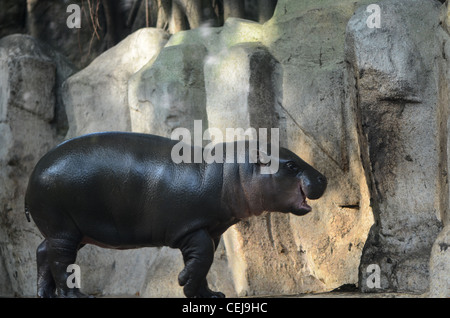 die Pygmäen Nilpferd Cub ist wütend und knurrend. Stockfoto