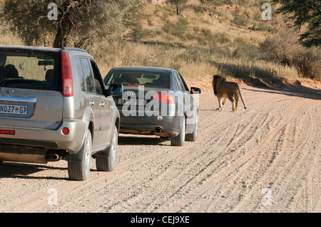 Touristen, die Anzeigen von Löwen aus ihren Autos in der Nähe von Xaus Lodge, Kgalagadi Transfrontier Park, Northern Cape Stockfoto