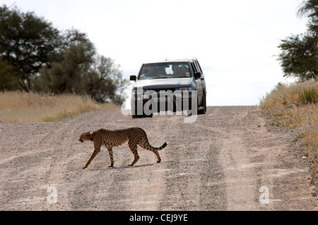 Gepard beim Überqueren der Straße gesehen, während Game Drive in der Nähe von Xaus Lodge, Kgalagadi Transfrontier Park, Northern Cape Stockfoto