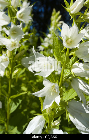 Solanum Tuberosum Kartoffel Blumen Stockfoto