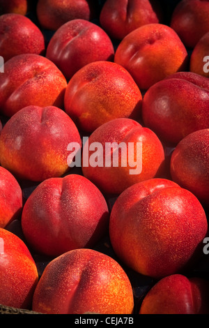 Landwirtschaft - Nahaufnahme des geernteten Frühling Bright Nektarinen, verpackt in einem Pan-a-Tray, reif und bereit für Versand/Kalifornien, USA Stockfoto