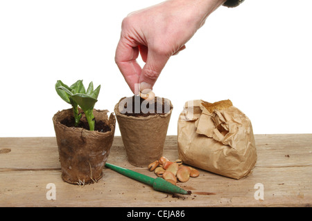 Hand eine Bohne Aussaat in Boden in eine Faser-Blumentopf Stockfoto