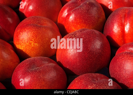 Landwirtschaft - Nahaufnahme des geernteten Frühling Bright Nektarinen, verpackt in einem Pan-a-Tray, reif und bereit für Versand/Kalifornien, USA Stockfoto