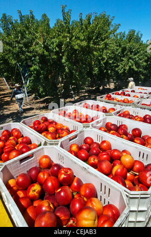 Landwirtschaft - frisch geerntete Nektarinen in Tragetaschen im Obstgarten mit Feld-Arbeiter im Hintergrund / Kalifornien, USA. Stockfoto