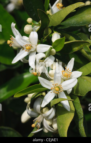 Landwirtschaft - Nahaufnahme von Orangenblüten im Frühjahr / in der Nähe von Orange Cove, Kalifornien, USA. Stockfoto