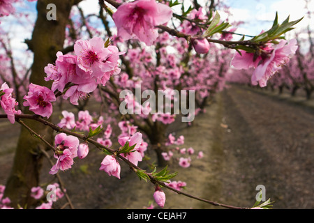 Landwirtschaft - Nahaufnahme der Pfirsich blüht in voller Blüte-Phase mit der Obstgarten im Hintergrund / Kalifornien, USA. Stockfoto