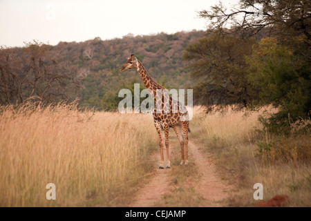 Giraffe, Legenden Wildreservat, Limpopo Provinz Stockfoto